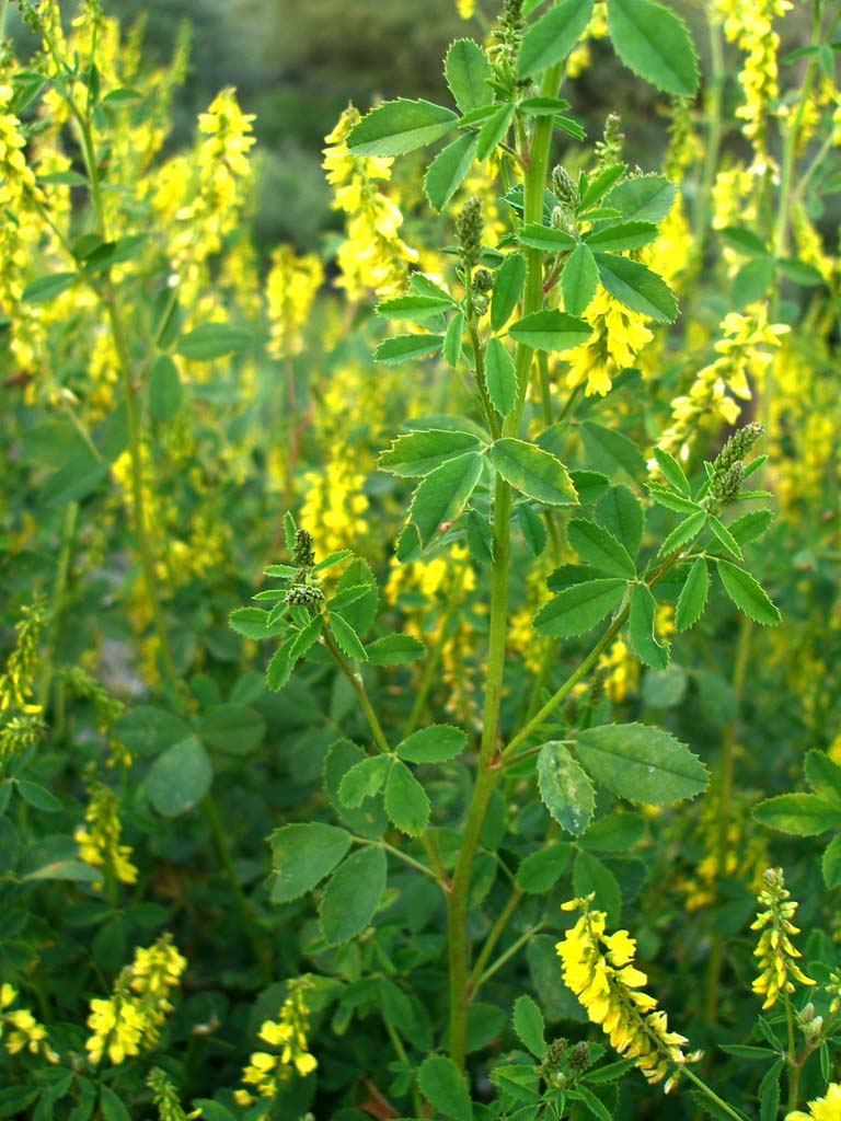 Turchia 1- Melilotus cfr. officinalis